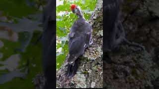 Pileated Woodpecker Drumming on a Tree  Nature Sounds and CloseUp Footage birds [upl. by Eniar]