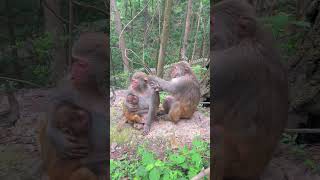 What are the monkeys talking about monkey monkey [upl. by Siugram]