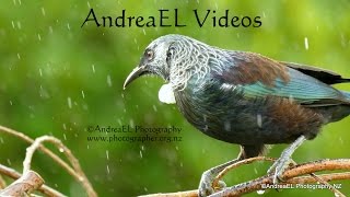 NZ Wild Native Tui amp Bellbird Chimes  Dawn Chorus  HD [upl. by Hildebrandt]