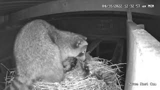 Raven Nest Cam Racoon eating eggs [upl. by Atsirt]