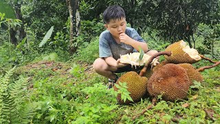 Harvesting jackfruit going to town to farm father and son bathed in the stream [upl. by Naashar]