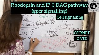 Rhodopsin and IP3 DAG pathway gpcr signaling cell signaling  CSIRNETGATE BiologieTutorials [upl. by Wandis]