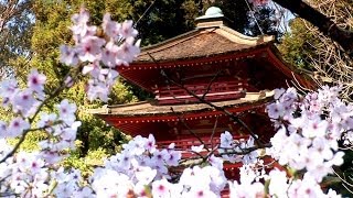 Zen Garden  Cherry Blossoms Mindfulness Relaxation amp Meditation  50 minutes [upl. by Hairej71]