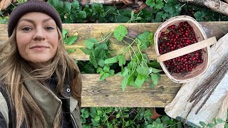 9 Wild Foods Im Foraging in Novemberand Why [upl. by Wenona]