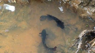 Two Betta Fish Fighting Nearby The Pond  Betta Fish Fighting Protect Their Own Place [upl. by Haididej]