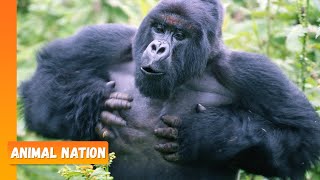 Gorillas Chest Beating  Animal Nation [upl. by Sulamith762]