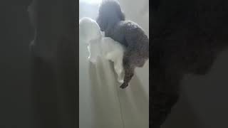 Adorable Dog couple mating in love  offloaddogsboner realistic dog sex dolls review shorts [upl. by Mogerly504]