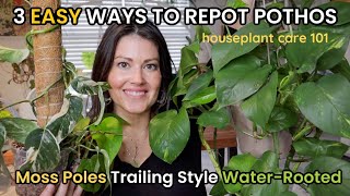 How To Repot POTHOS 3 Ways Pothos Soil Pot Size Fertilizer Watering  Houseplant Care 101 [upl. by Baker]