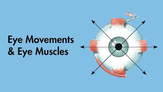 Cardinal Positions of Gaze  Eye Movements and Eye Muscles  Cranial Nerves  MEDZCOOL [upl. by Alegna]