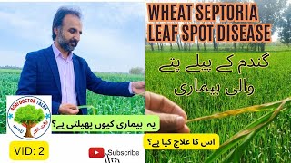 Wheat Leaf Disease Septoria II Wheat II Wheat disease II Review Research [upl. by Nolyd559]