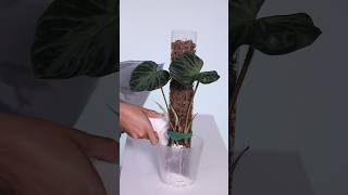 Philodendron Verrucosum on Moss Pole plantcare houseplants plants [upl. by Ahsiekel]