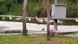 Roseate Spoonbill  Bird Paradise Singapore [upl. by Atirak588]