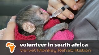 Baby Season at the Vervet Monkey Rehabilitation Project [upl. by Gingras]