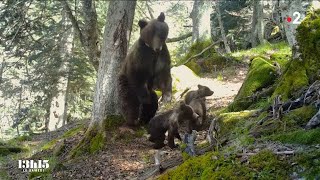 🇫🇷 🐻 Pyrénées  quand lours attaque  27112021 [upl. by Gnaht]