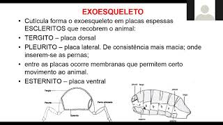 37 AULA  Subfilo Hexapoda  Classe Insecta Principais ordens [upl. by Wain]