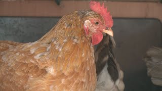 Georgia officials urge farmers to take precautions after bird flu case in Texas [upl. by Tjaden]