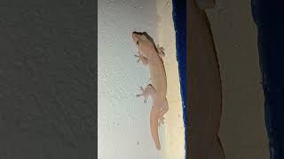 Lizard reptile reptiles lizards nature gecko animals pet pets animal reptilelover [upl. by Ephram315]