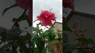 Pink double hibiscus flower plantyoytubeshorts ytshorts subscribemychannel mrslesthavlogs [upl. by Sucramed783]