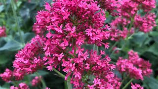 Centranthus Ruber [upl. by Nyliahs]