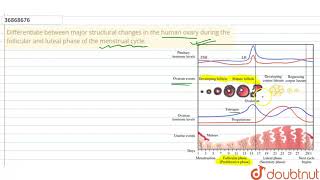 Differentiate between major structural changes in the human ovary during the follicular and luteal [upl. by Oznofla]