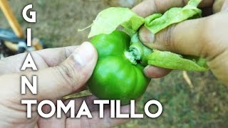 Growing Giant Tomatillos  from seed to harvest [upl. by Beaston]