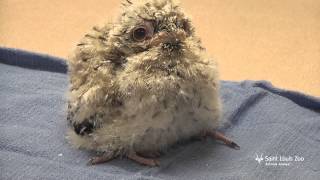 Tawny frogmouth chick at the Saint Louis Zoo [upl. by Ardnalac]