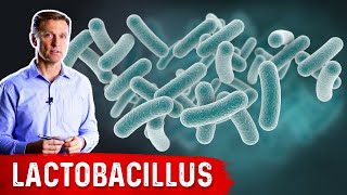 The Benefits of Lactobacillus a Friendly Microbe [upl. by Nitaf989]