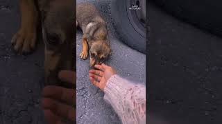 “Rescate emotivo Salvando a una perrita perdida en la carretera” youtubeshorts [upl. by Inail]