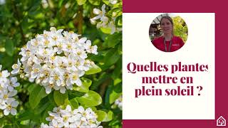 Quelles plantes mettre en plein soleil  ☀ [upl. by Anaet]