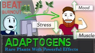 ADAPTOGENS EXPLAINED Ginseng Ashwagandha Rhodiola  Science of Stress [upl. by Ledif]