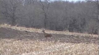 Giant Iowa Whitetail with a Muzzleloader [upl. by Pernell751]