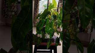 Philodendron burle marx easy to grow plant 1000palms shorts philodendron plants houseplants [upl. by Sidoney]