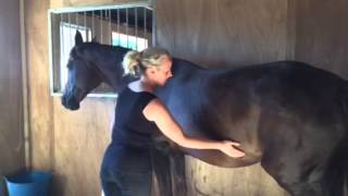 Signs of ulcers in horses 2 [upl. by Temple968]