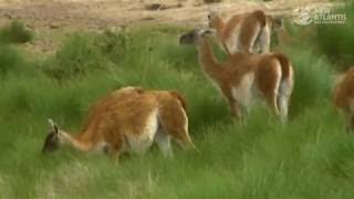 NEW ATLANTISMUNDOS PERDIDOS LA PATAGONIA DOCUMENTAL [upl. by Eilrak]