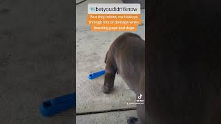 Dog trainers tools take a lot of abuse TikTok [upl. by Millham]