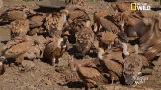 Des vautours se nourissent de la carcasse dune brebis [upl. by Olyhs]