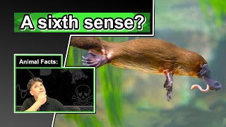 A poisonous egglaying mammal  10 COOL PLATYPUS FACTS [upl. by Narih]