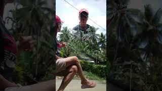 May higante akong kambal everyone shortvideo [upl. by Mattias]