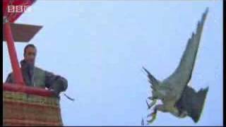 Birds  peregrine falcon dives at 180 mph  Ultimate Killers  BBC wildlife [upl. by Rhiamon]