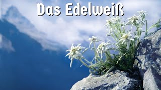 Das Edelweiß German folk song [upl. by Melleta]