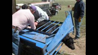 branding a calf spring 2010 [upl. by Krell]