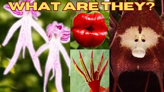 NATURE GONE WILD This is MindBlowing A MUST WATCH [upl. by Mcconaghy]