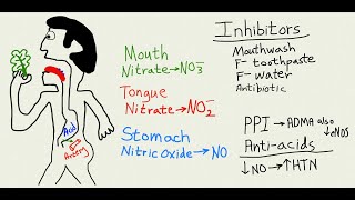 Nitric oxide why absorption is big deal for health [upl. by Aicat425]