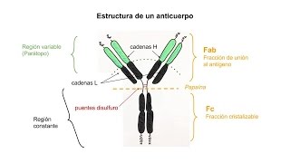 Inmunología 04  Anticuerpos Estructura y tipos [upl. by Carolus]