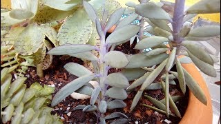 Replante do Senécio Crassissimus  Kalanchoe Marmorata  Crassula Perforata [upl. by Allets]