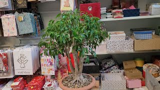 Ficus Benjamina  from home plant to bonsai [upl. by Marlane]