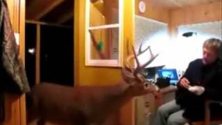 Man Feeds Deer in his House [upl. by Ajam]