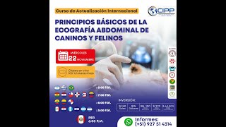 🛑CURSO🌎PRINCIPIOS BÁSICOS DE LA ECOGRAFÍA ABDOMINAL DE CANINOS Y FELINOS [upl. by Ramoj]