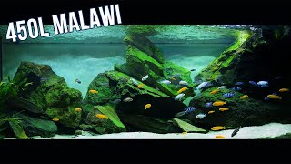 Malawi Cichlid Setup  Tank Mates [upl. by Amity]