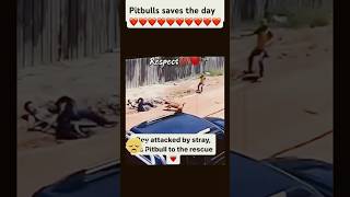 Pitbull saves boy from stray dog attack [upl. by Mayor330]